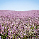 Champ fleuri provençal par Mario Graziano - Greoux les Bains 04800 Alpes-de-Haute-Provence Provence France