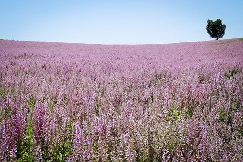 Champ fleuri provençal par Mario Graziano