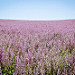 Champ fleuri provençal par Mario Graziano - Greoux les Bains 04800 Alpes-de-Haute-Provence Provence France