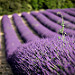 Champs de lavande et sa tige rebelle par Mario Graziano - Greoux les Bains 04800 Alpes-de-Haute-Provence Provence France