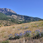 Chardons en altitude - Hautes-Duyes by Charlottess - Hautes Duyes 04380 Alpes-de-Haute-Provence Provence France