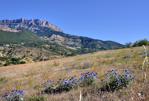 Chardons en altitude - Hautes-Duyes par Charlottess