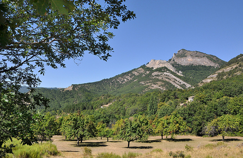 Les poiriers - Hautes-Duyes par Charlottess