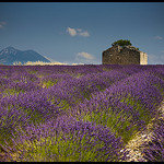 Plateau de Valensole par Michel-Delli - La Begude 83330 Alpes-de-Haute-Provence Provence France