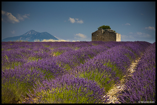 Plateau de Valensole par Michel-Delli