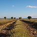 Champs de Lavande après la bataille by christoph_zeun - La Begude 83330 Alpes-de-Haute-Provence Provence France