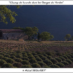 Lavande dans les Gorges du Verdon by michel.seguret - La Palud sur Verdon 04120 Alpes-de-Haute-Provence Provence France