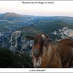 Rencontre dans les Gorges du Verdon par michel.seguret - La Palud sur Verdon 04120 Alpes-de-Haute-Provence Provence France