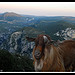 Rencontre dans les Gorges du Verdon par michel.seguret - La Palud sur Verdon 04120 Alpes-de-Haute-Provence Provence France