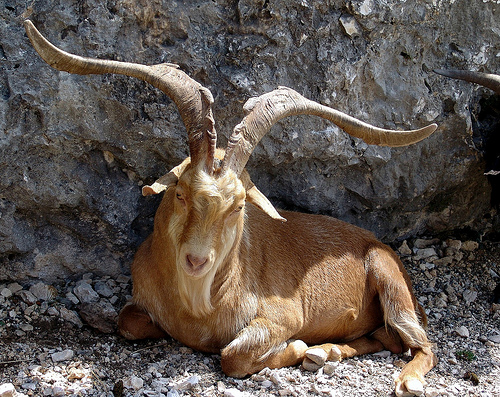 Chèvre - Rencontre dans les gorges du Verdon by Mattia Camellini