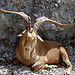 Chèvre - Rencontre dans les gorges du Verdon par Mattia Camellini - La Palud sur Verdon 04120 Alpes-de-Haute-Provence Provence France