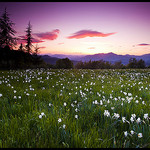 Champ de narcisses au crépuscule par Michel-Delli - Les Dourbes 04000 Alpes-de-Haute-Provence Provence France