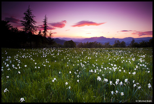 Champ de narcisses au crépuscule by Michel-Delli