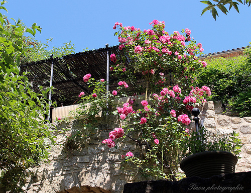 Lurs en fleurs par Tinou61