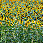 Sunflowers troups / Régiment de tournesols par Michel Seguret - Lurs 04700 Alpes-de-Haute-Provence Provence France