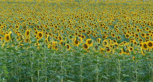 Sunflowers troups / Régiment de tournesols par Michel Seguret