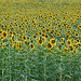 Sunflowers troups / Régiment de tournesols by Michel Seguret - Lurs 04700 Alpes-de-Haute-Provence Provence France