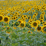 Tournesols by Michel Seguret - Lurs 04700 Alpes-de-Haute-Provence Provence France