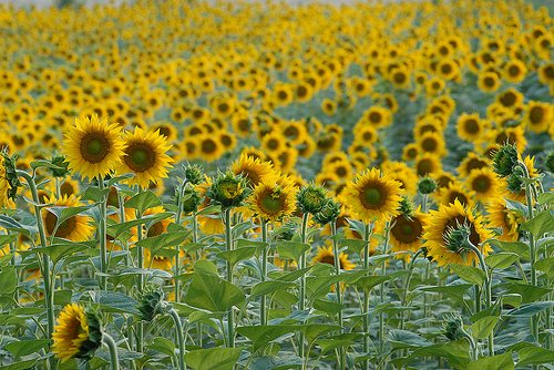 Tournesols par Michel Seguret