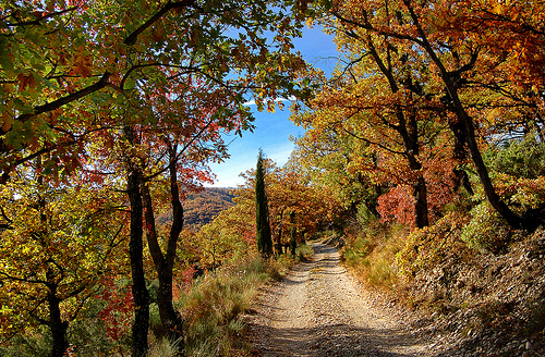 Chemin aux couleurs d'automne - Malijai par Charlottess