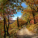 Chemin aux couleurs d'automne - Malijai par Charlottess - Malijai 04350 Alpes-de-Haute-Provence Provence France