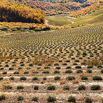 Paysage en Pointillé - Malijai by Charlottess - Malijai 04350 Alpes-de-Haute-Provence Provence France