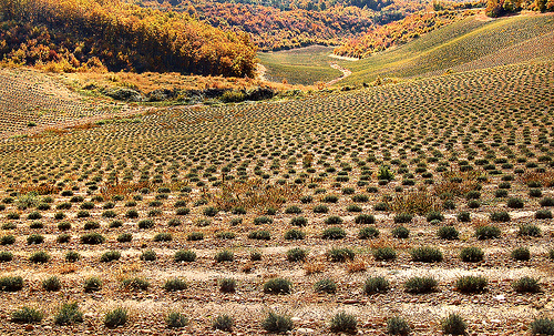 Paysage en Pointillé - Malijai by Charlottess