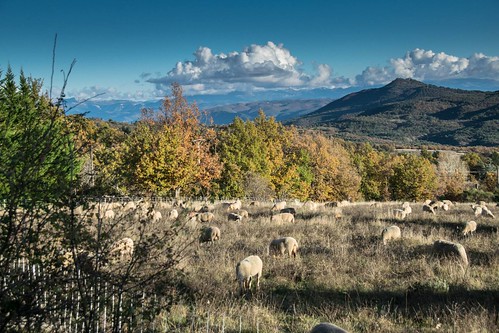 Moutons de Mallefougasse par Patrick RAYMOND