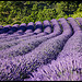 Perspective de lavandes par Michel-Delli - Mallemoisson 04510 Alpes-de-Haute-Provence Provence France