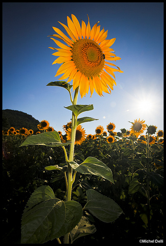 Tournesol par Michel-Delli