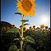 Tournesol by Michel-Delli - Mallemoisson 04510 Alpes-de-Haute-Provence Provence France