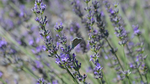 Le papillon provençal amateur de lavande by Amélia A. Photographies