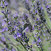 Le papillon provençal amateur de lavande by Amélia A. Photographies - Mane 04300 Alpes-de-Haute-Provence Provence France