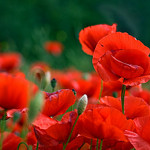 Coquelicots  by sallyheis - Manosque 04100 Alpes-de-Haute-Provence Provence France