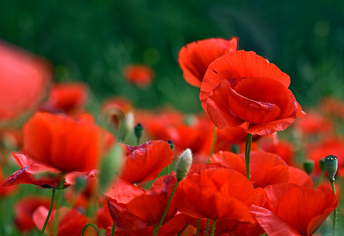 Coquelicots  by sallyheis