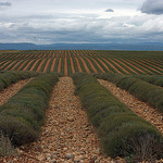 Lavender fields in September by Sokleine - Manosque 04100 Alpes-de-Haute-Provence Provence France