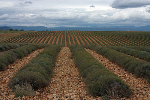 Lavender fields in September par Sokleine