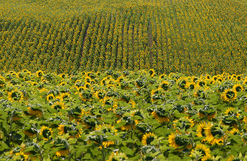 Tournesols en Haute-Provence par Michel Seguret (+ 3.300.000 views)