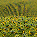 Tournesols en Haute-Provence par Michel Seguret (+ 3.300.000 views) - Manosque 04100 Alpes-de-Haute-Provence Provence France