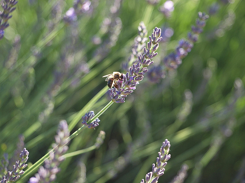 Lavande butinée par une abeille par Locations Moustiers