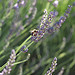 Lavande butinée par une abeille by Locations Moustiers - Mezel 04270 Alpes-de-Haute-Provence Provence France
