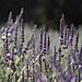 rêve de Lavande par Locations Moustiers - Mezel 04270 Alpes-de-Haute-Provence Provence France