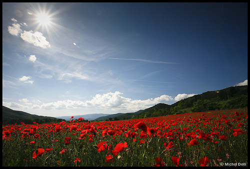 Baignade dans un champs de Coquelicots par Michel-Delli