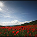 Baignade dans un champs de Coquelicots par Michel-Delli - Mirabeau 84120 Alpes-de-Haute-Provence Provence France