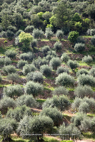 Olive trees field staircase par Belles Images by Sandra A.