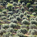 Olive trees field staircase by Belles Images by Sandra A. - Moustiers Ste. Marie 04360 Alpes-de-Haute-Provence Provence France