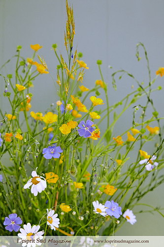 Provence field flowers by Belles Images by Sandra A.