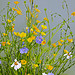 Provence field flowers by Belles Images by Sandra A. - Moustiers Ste. Marie 04360 Alpes-de-Haute-Provence Provence France