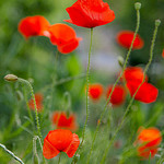 Coquelicots (Red poppies) by Belles Images by Sandra A. - Moustiers Ste. Marie 04360 Alpes-de-Haute-Provence Provence France