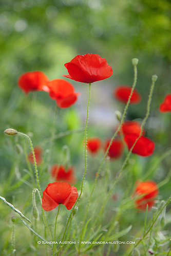 Coquelicots (Red poppies) by Belles Images by Sandra A.